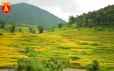 Mùa vàng ở vùng cao Y Tý